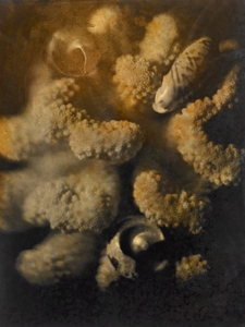 The coral host