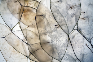 Lunaria Rediviva 5