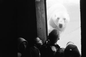 Polar Bear at the Zoo - Canada