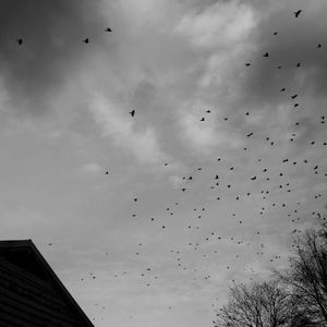 Migration © Abbey Box