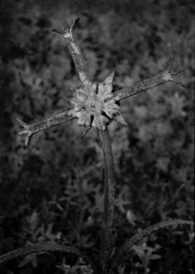 Dead Alentejo