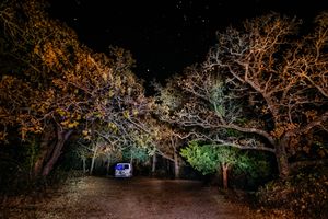 Old Van Hides in Forest Lot