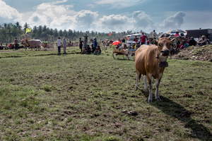 A PACIFIC BULL
