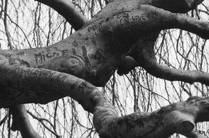 Weeping beech stretch limbs