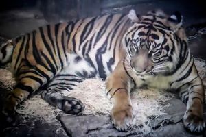 CAPTIVITY