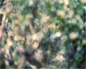 Twilight Grassland #5