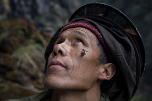 SWEET GOLD - The honey hunters of Nepal