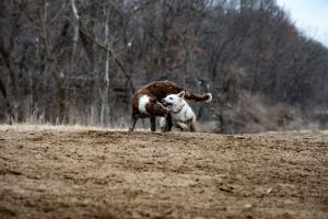 dog park 1