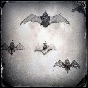 Bats
