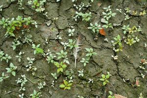 lone feather parched earth