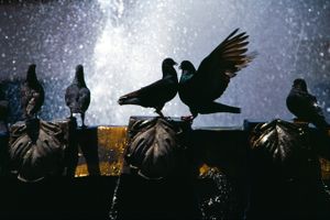 Love Birds