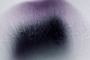 Untitled(Hedge)
