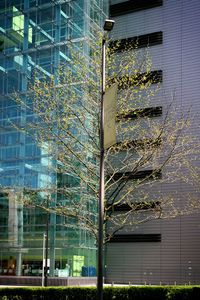 Urban trees, Urban & Street Photography, Landscape Photography, Documentary Photography. © Irena Siwiak Atamewan