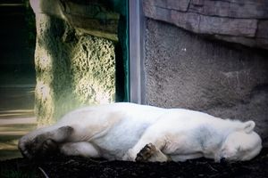 CAPTIVITY