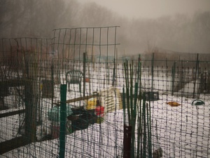 Through the Garden Fence