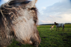 Wildpferde Dülmen