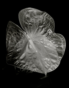 Anthurium 1