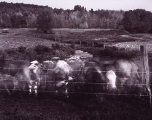 Cattle In Field