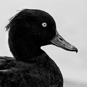 Anthya fuligula