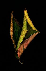 2 Dead Leaves