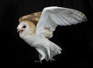 Barn Owl