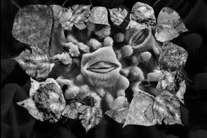 Poplar Stomata