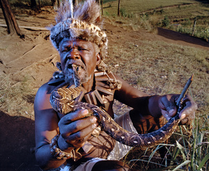 The Great Sangoma of Zululand with a live Puffadder snake in his mouth. Northern KwaZulu-Natal.