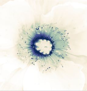 Remembering Georgia o'Keeffe_6