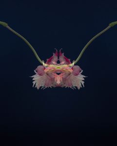 Anemone2