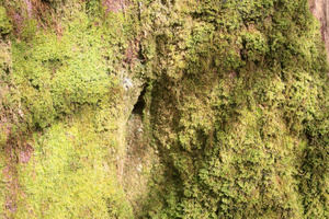 Moss orifice