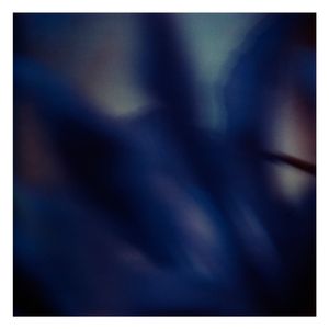 Twilight | Secret Life of Plants XVII