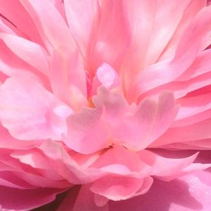 wild flower 7