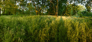 landscape image project for interior design XL photo wall office building, in commission
