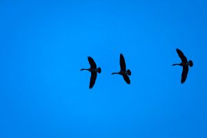 geese
