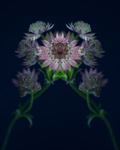Masterwort1