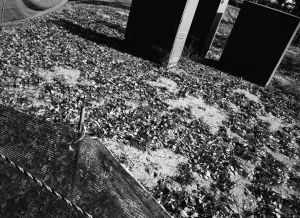 BLACK BIRD LAND-12
