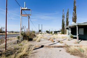 Cypress Trees, Las Cruces, New Mexico, 2016