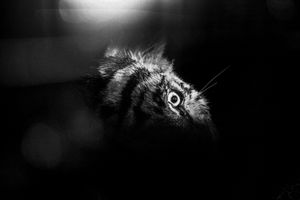 Human & Tiger Conflict