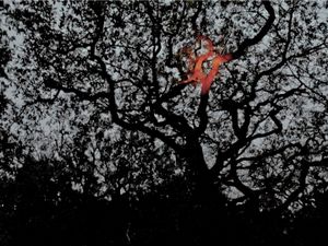 © Peter Thomas Petersen