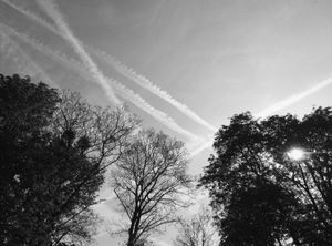 Trees 3