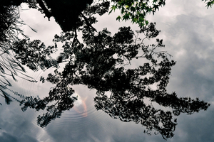 Tree Of Life