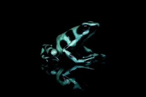 Blue-banded Poison Dart Frog