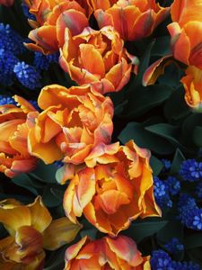 Dutch tulips.