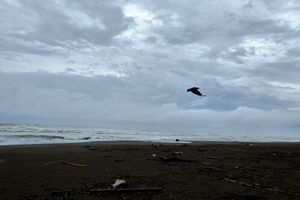 Tortuguero, Costa Rica, 2018