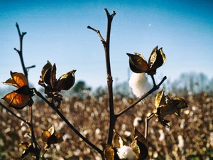 Cottonfield