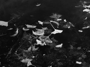 Wet Leaves #1