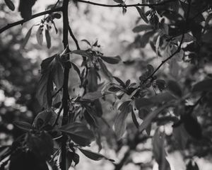 Withering Branch