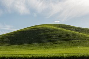 Cottonwood Fluff. Palouse, WA.  ©David Gardner