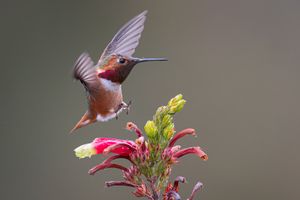 Landing Male Allen's Hummingbird With Wings Back And Feet Out