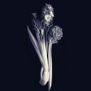 Hyacinths